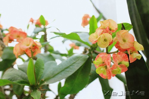 晚安心语:人心本无染,心静自然清 (5)