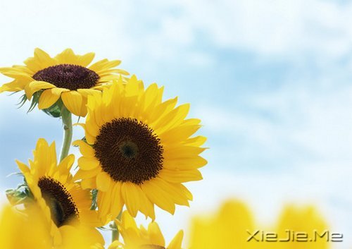 经过人生的荒凉,才能抵达内心的繁华 (1)