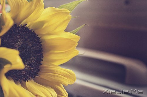 早安心语:不要辜负了美好的晨光 (9)